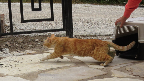 Cat being released after neutering