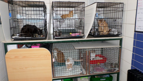 Cats recovering after neutering