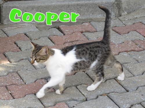 Cooper a Turunc Cat