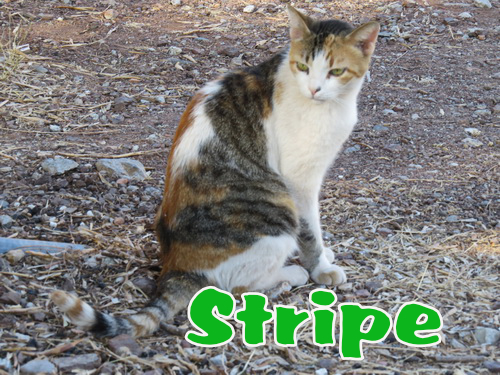 Stripe a Turunc cat