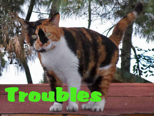 Troubles a Turunc cat