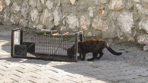 a cat about to enter a trap